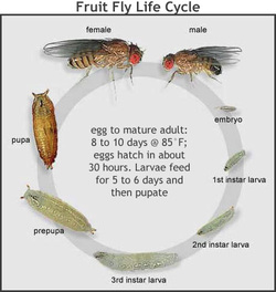 Fruit Flies - Biology 205-10; Genetics